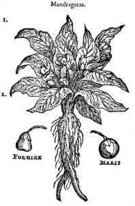 https://en.wikipedia.org/wiki/Mandrake