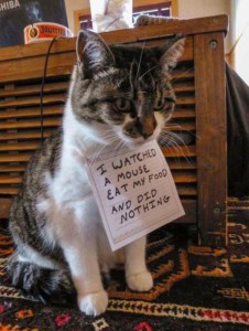 catshaming